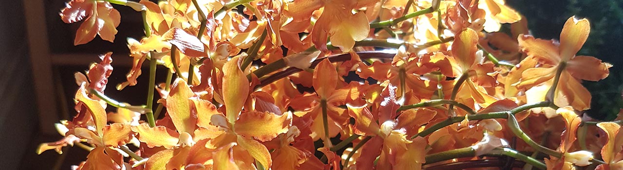 cropped: arch of golden brown orchid flowers