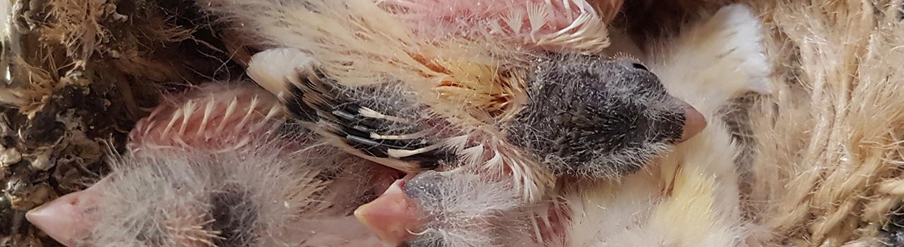 cropped: canary nest with chicks beginning to fledge